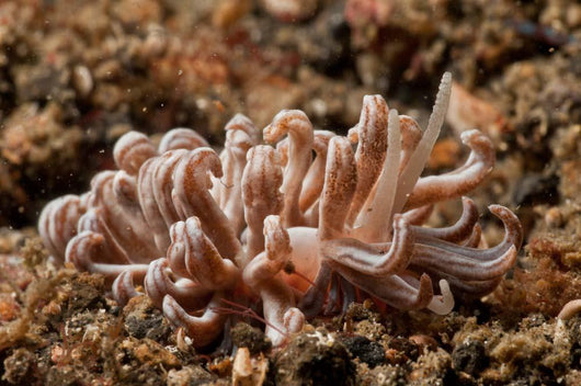 Solar-powered Nudibranch North Sulawesi Wall Decal