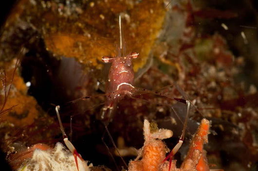Shrimp with Legs and Wall Decal