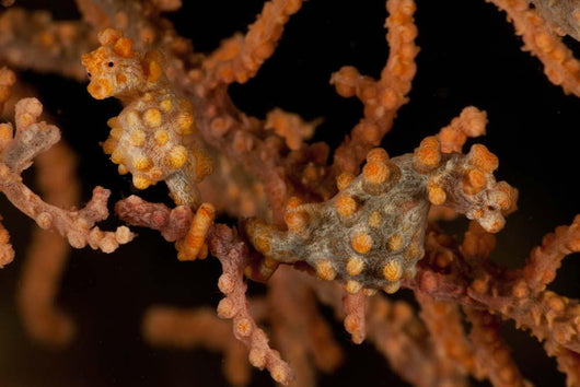 Pair Yellow Pygmy Seahorse Wall Decal