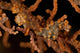 Pair Yellow Pygmy Seahorse Wall Decal