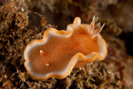 Orange and White Glossodoris Wall Decal