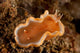 Orange and White Glossodoris Wall Decal