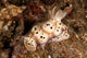 Chromodoris Kunei Nudibranch Carrying Wall Decal
