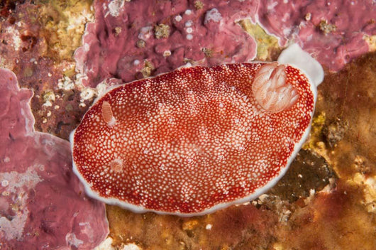 Red and White Chromodoris Wall Decal