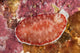 Red and White Chromodoris Wall Decal
