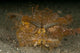 Green Ambon Scorpionfish North Wall Decal Design 1