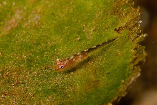 Red-eyed Goby Green Sea Wall Decal