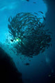 Ball Trevally Liberty Wreck Wall Decal Design 1