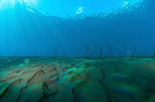 Group Undulating Garden Eels Wall Decal