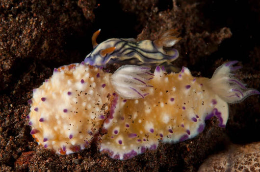 Pair Nudibranch Sea Slugs Wall Decal