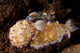 Pair Nudibranch Sea Slugs Wall Decal