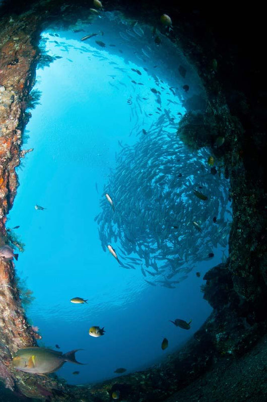 School Trevally Seen through Wall Decal
