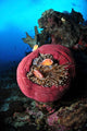 Three Pink Anemonefish Circular Wall Decal