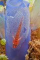 Red Goby with Clutch Wall Decal