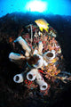 Colorful Reef with Grey Wall Decal