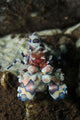 Blue Spotted Harlequin Shrimp Wall Decal