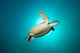 Green Turtle Swimming with Wall Decal