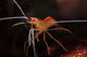 Orange White and Red Wall Decal