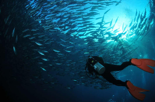 Diver Photographing School Trevally Wall Decal
