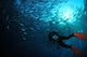 Diver Photographing School Trevally Wall Decal