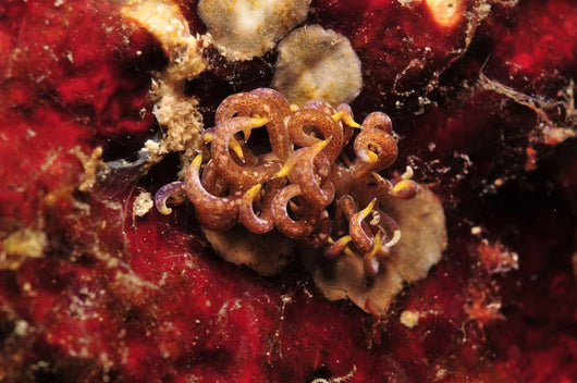 Phyllodesmium Poindimiei Nudibranch Red Wall Decal