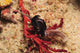 Headshield Slugs Coiled over Wall Decal