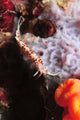 Phidiana Indica Nudibranch Purple Wall Decal