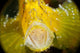 Yellow Leaf Scorpionfish with Wall Decal