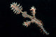 Harlequin Ghost Pipefish with Wall Decal