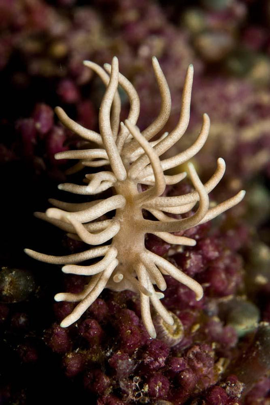 Phyllodesmium Briareum Nudibranch Purple Wall Decal