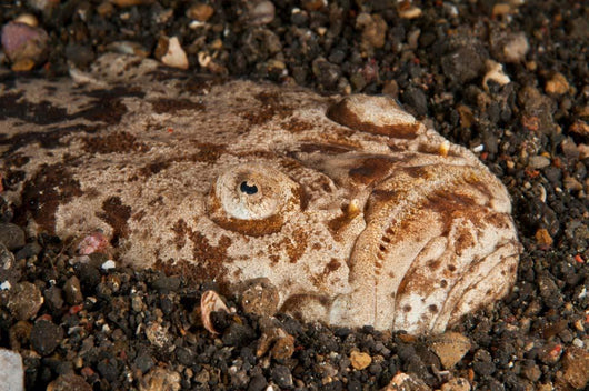 Head Detail Stargazer Lembeh Wall Decal Design 2