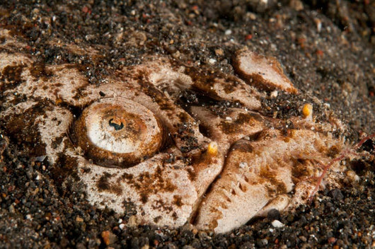 Head Detail Stargazer Lembeh Wall Decal Design 1