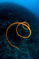 Spiraling Orange Sea Whip Wall Decal