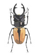 Beetle. Wall Decal