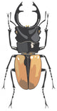 Small Beetle Wall Decal