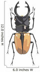 Beetle. Wall Decal