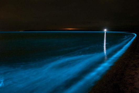 Bioluminescence Waves Gippsland Lakes Wall Decal