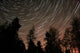 Star Trails over Trees Wall Decal