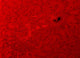 H-alpha Sun Red with Wall Decal
