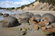 Moeraki Boulders Koekohe Beach Wall Decal Design 17