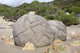 Moeraki Boulders Koekohe Beach Wall Decal Design 6