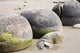 Moeraki Boulders Koekohe Beach Wall Decal Design 4