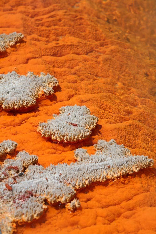 Orange Coloration Champagne Pool Wall Decal