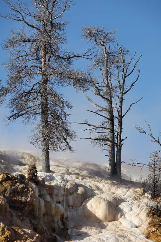 Trees Sinter Terraces near Wall Decal