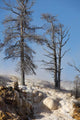 Trees Sinter Terraces near Wall Decal