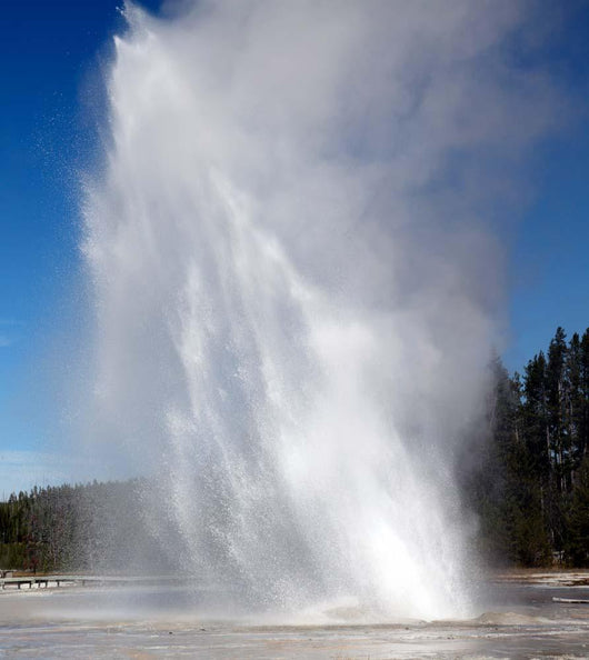 Daisy Geyser Erupting Upper Wall Decal