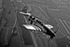 P-51c Mustang Flight Wall Decal