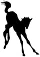 Happily Playing Colt Horse Wall Decal