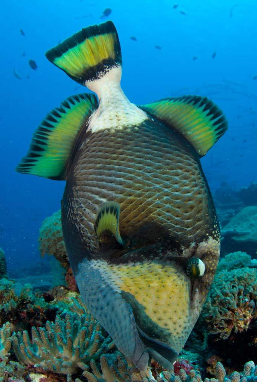 Titan Triggerfish Picking Coral Wall Decal Design 2