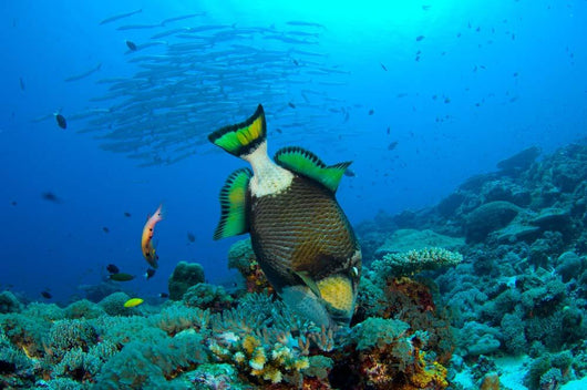 Titan Triggerfish Picking Coral Wall Decal Design 1